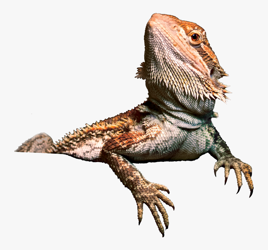 Reptile,iguania,dragon Lizard,agama,terrestrial Character,iguanidae - Bearded Dragon Transparent Background, HD Png Download
