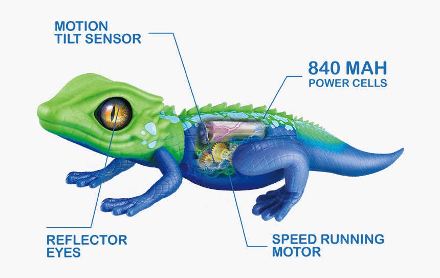 Robo Live Lizard, HD Png Download