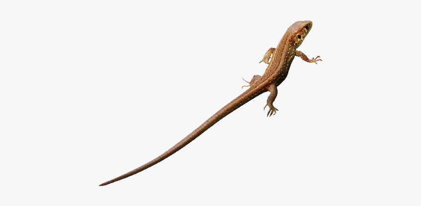 Lizard Photo Png - Lacerta, Transparent Png