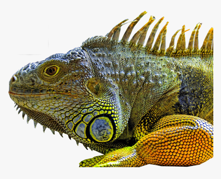 Lizard Png - Uguana Colourful, Transparent Png