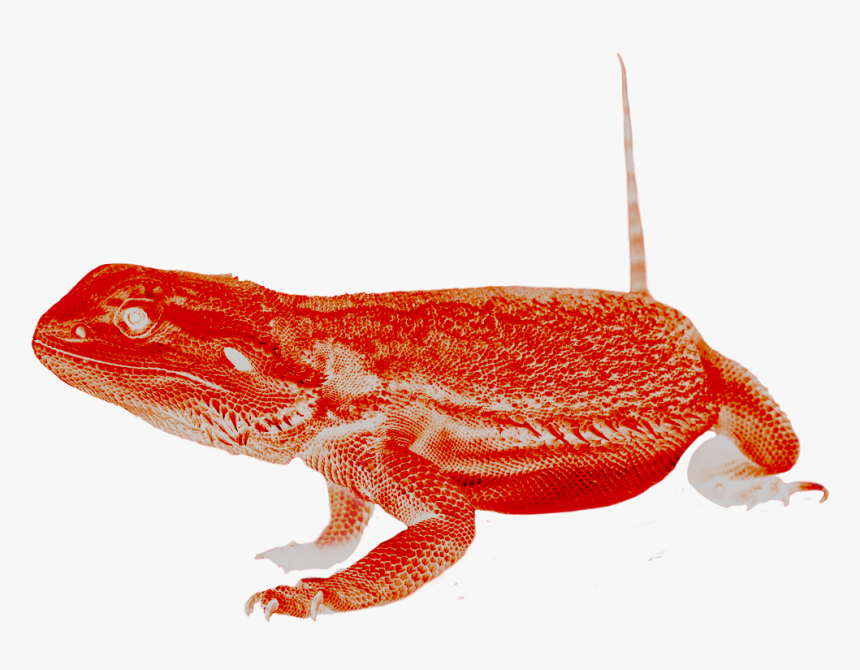Dragon Lizard, HD Png Download