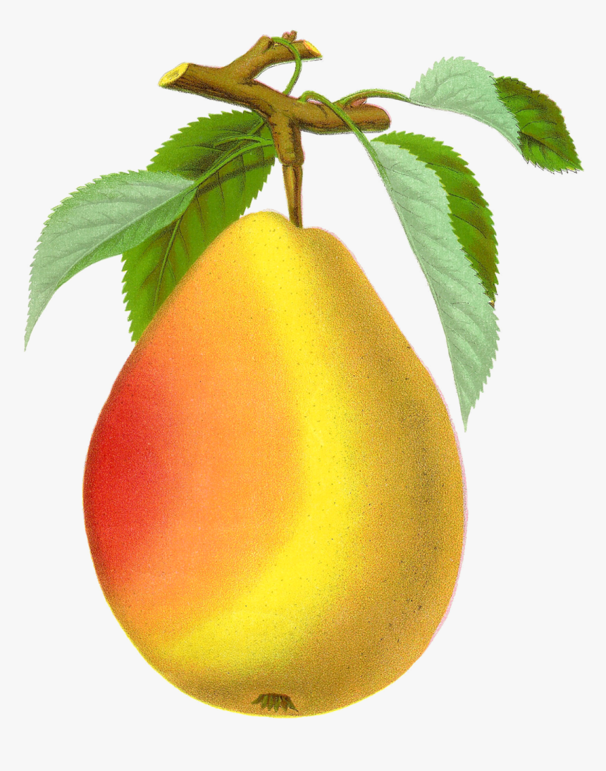 Pear Transparent Png - Vintage Pear Png, Png Download
