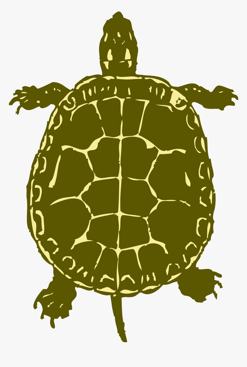 Turtle From Birds Eye View, HD Png Download