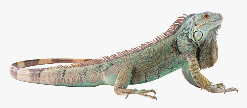 Lizard Png - Transparent Background Iguana Png, Png Download