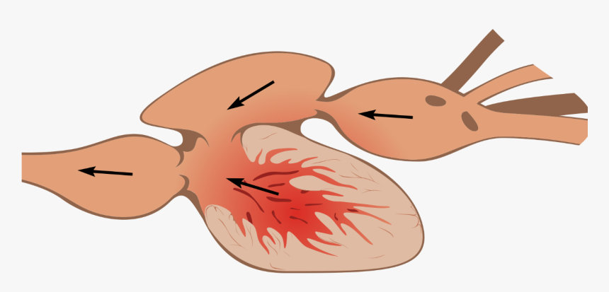 Fish Heart Anatomy, HD Png Download