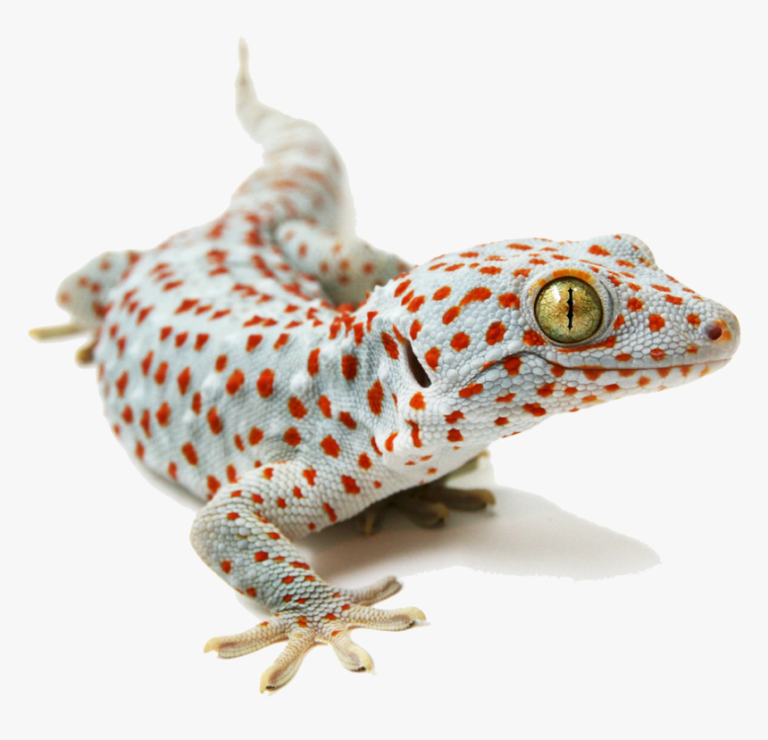 Placeholder - Tokay Gecko White Background, HD Png Download