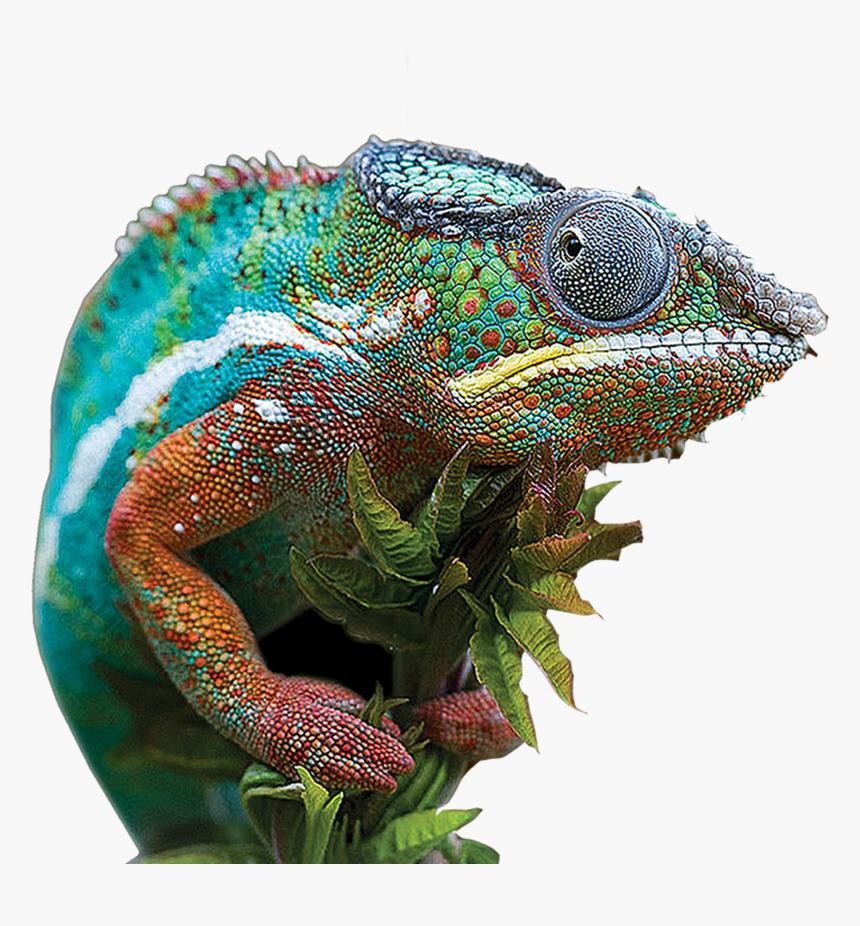 Image48 - 25 Most Beautiful Animal, HD Png Download