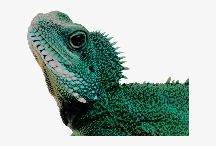 Lizard Png, Transparent Png