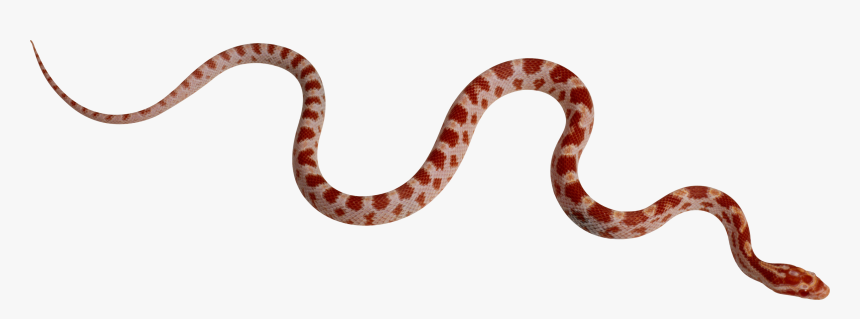 Snake Png, Transparent Png