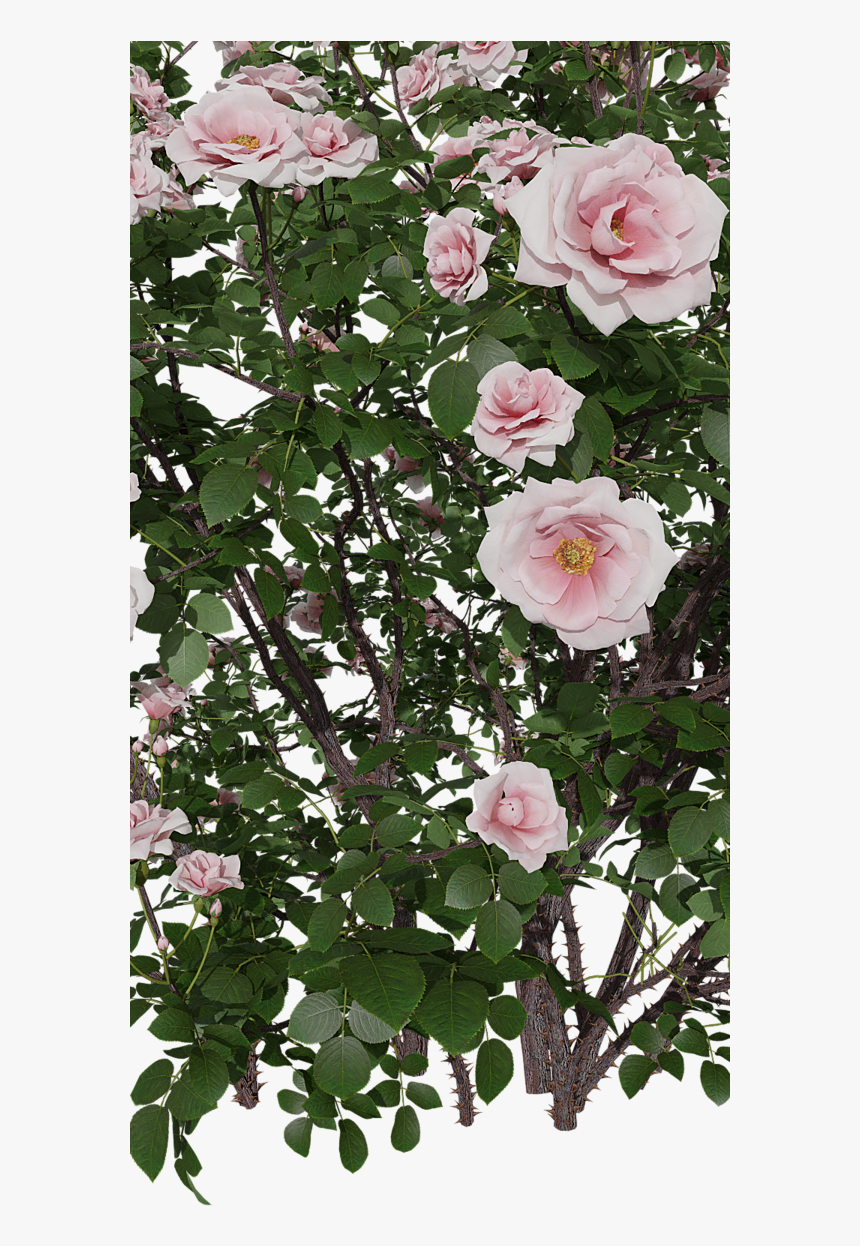 Garden Roses, HD Png Download