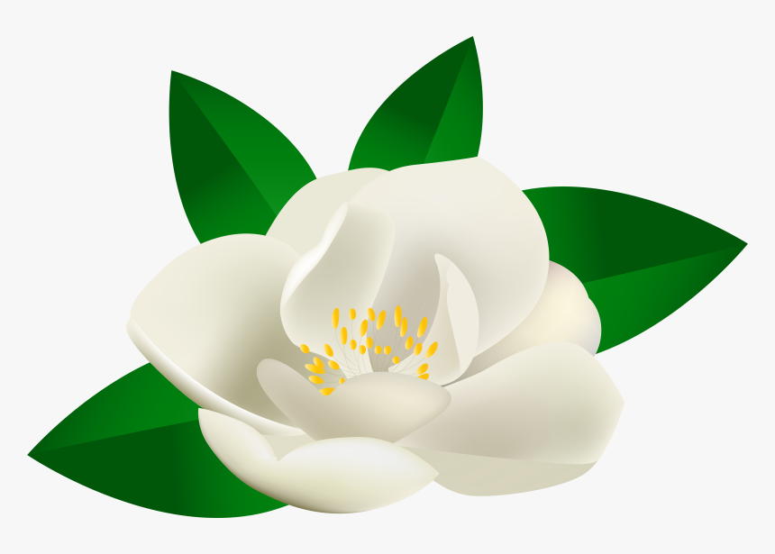 Transparent Lotus Flower Green, HD Png Download