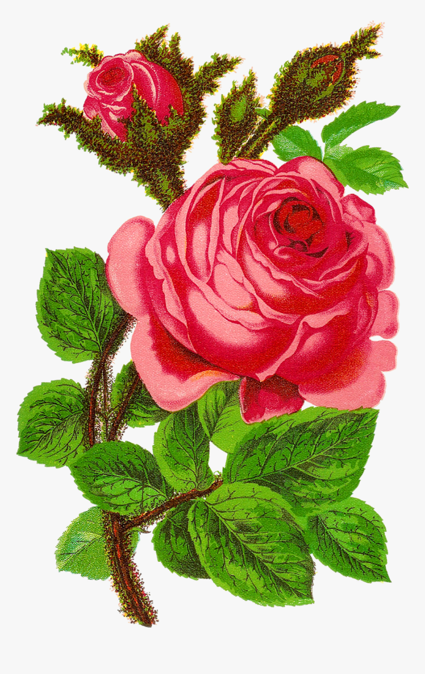 Rose Flower Clip Art Floral Craft Supply Digital Download - Rose Digital Flower Design, HD Png Download