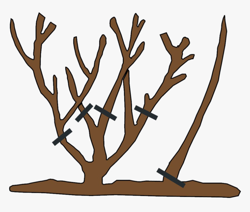 How To Prune Rsoes, HD Png Download