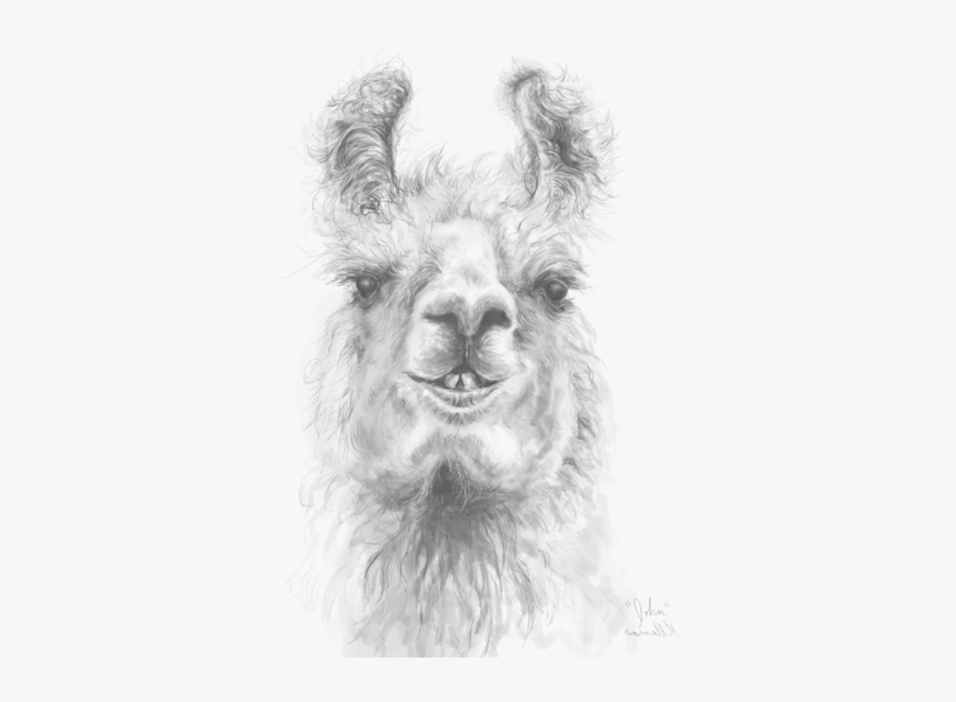 Llama, HD Png Download