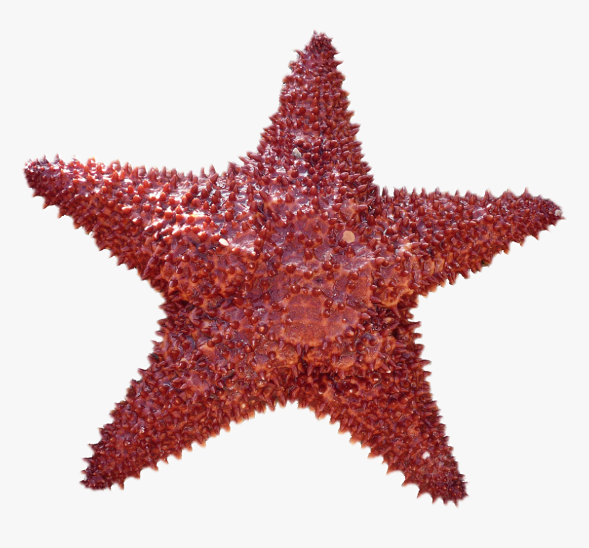 This Alt Value Should Not Be Empty If You Assign Primary, HD Png Download