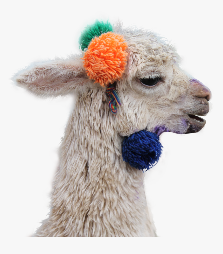 Llama, HD Png Download