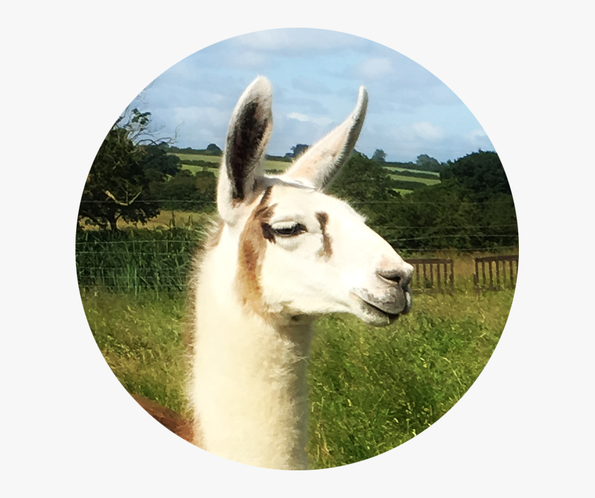Luca - Llama, HD Png Download