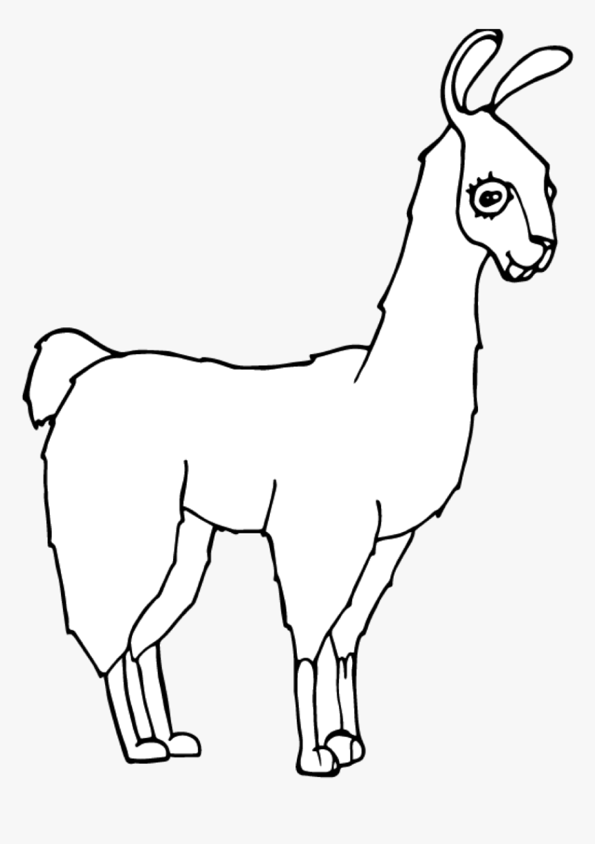 Llama, HD Png Download