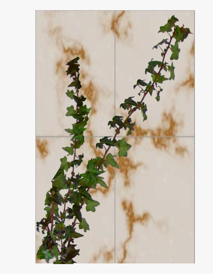 Ivy, HD Png Download