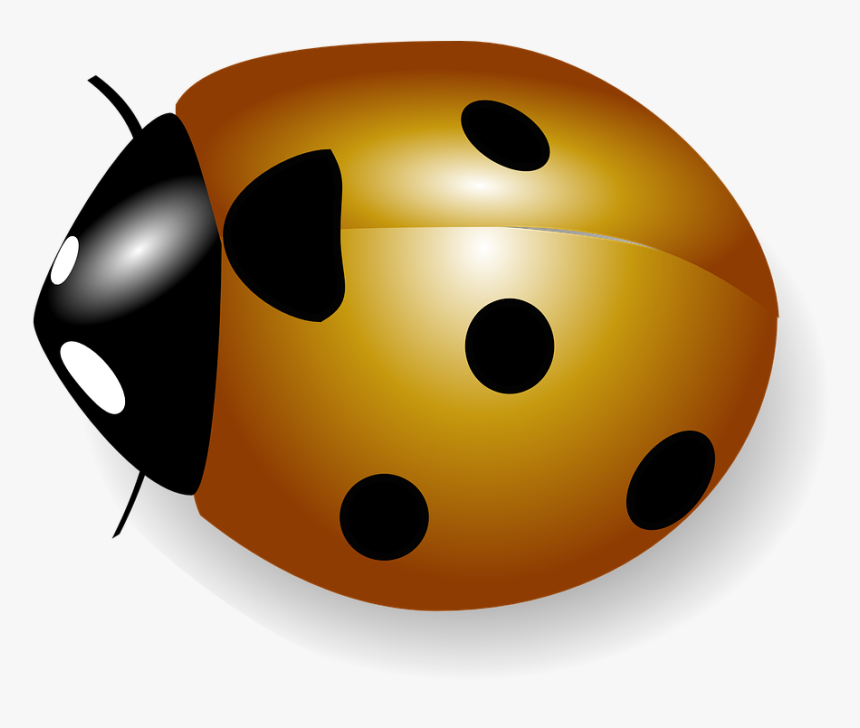 Orange Ladybug Png, Transparent Png
