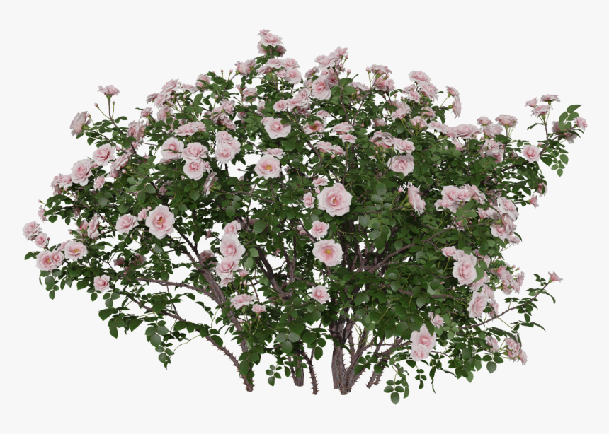 China Rose, HD Png Download