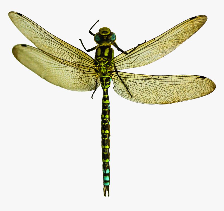 Dragonfly Png Transparent Image - Dragonfly Png, Png Download