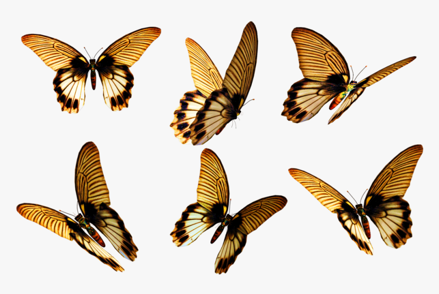 Flying Butterfly Png Free Download - Free Butterfly Png, Transparent Png
