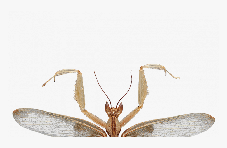 Predation On Pollinating Insects Shaped The Evolution - Orchid Praying Mantis Transparent, HD Png Download