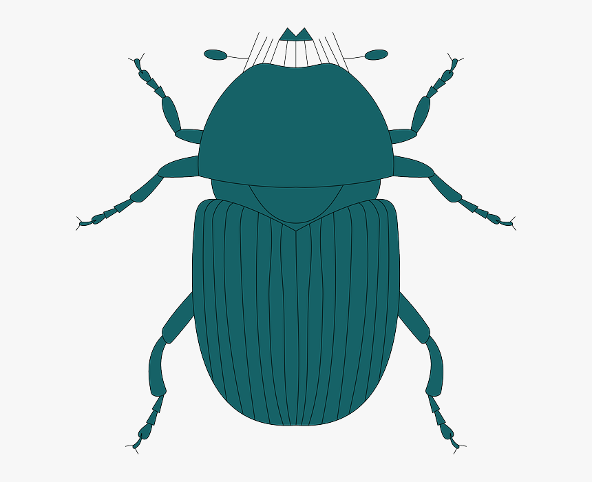 Legs Top, Green, View, Dark, Wings, Insect, Beetle, - Dung Beetle, HD Png Download