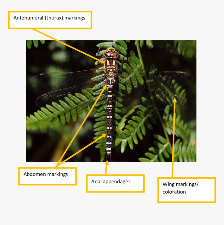Dragonflies And Damseflies, HD Png Download