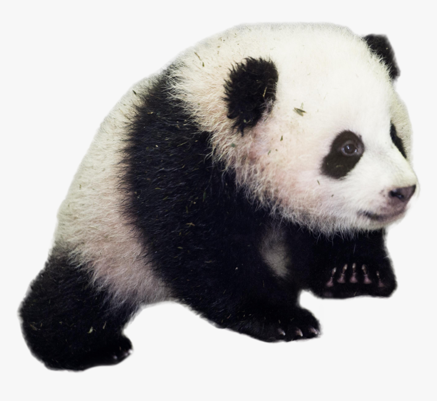 Giant Panda Transparent Background - Good Morning Baby Panda, HD Png Download
