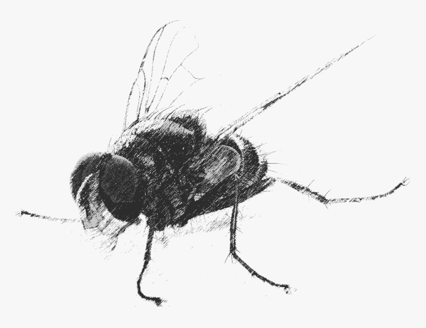 House Fly, HD Png Download
