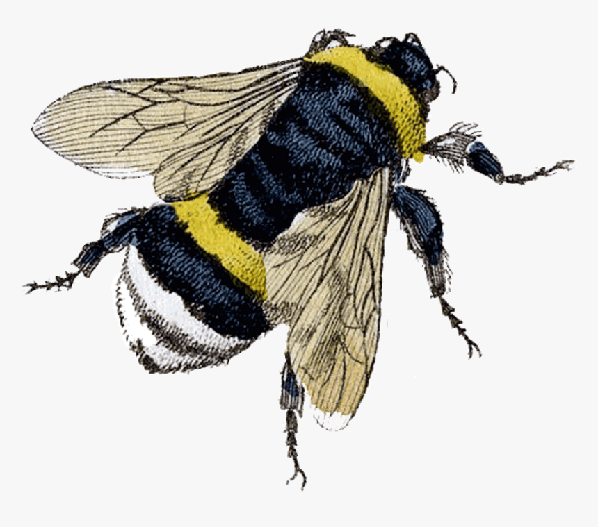 Flying Bee Png Clipart - Bees Knees 1920 Slang, Transparent Png