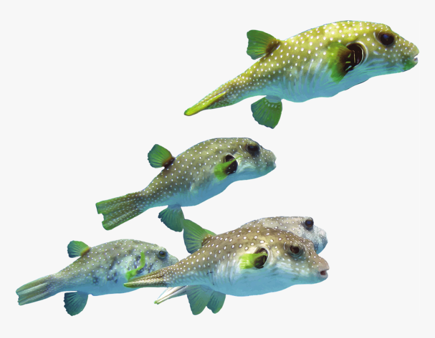 Indonesia, Pufferfish, Ocean, Sea, Marine, Aquatic - Trout, HD Png Download