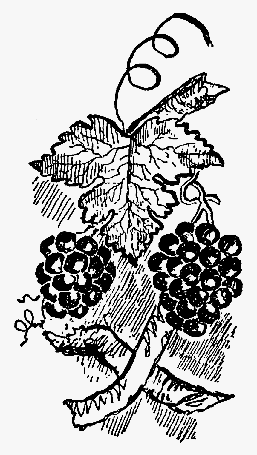 The First Digital Grapevine Clip Art Is A Perfect Digital - Clip Art, HD Png Download