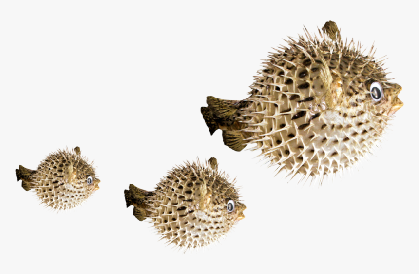 #puffer #fish #freetoedit - Fugu Png, Transparent Png