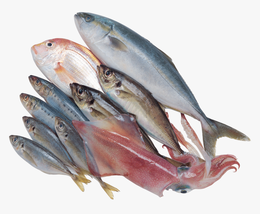 Aquarium Filter Png - Food Fish Transparent Background, Png Download