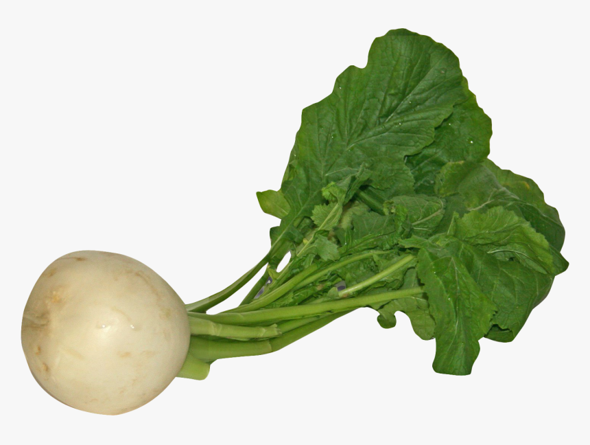 Arugula - Turnip Png, Transparent Png