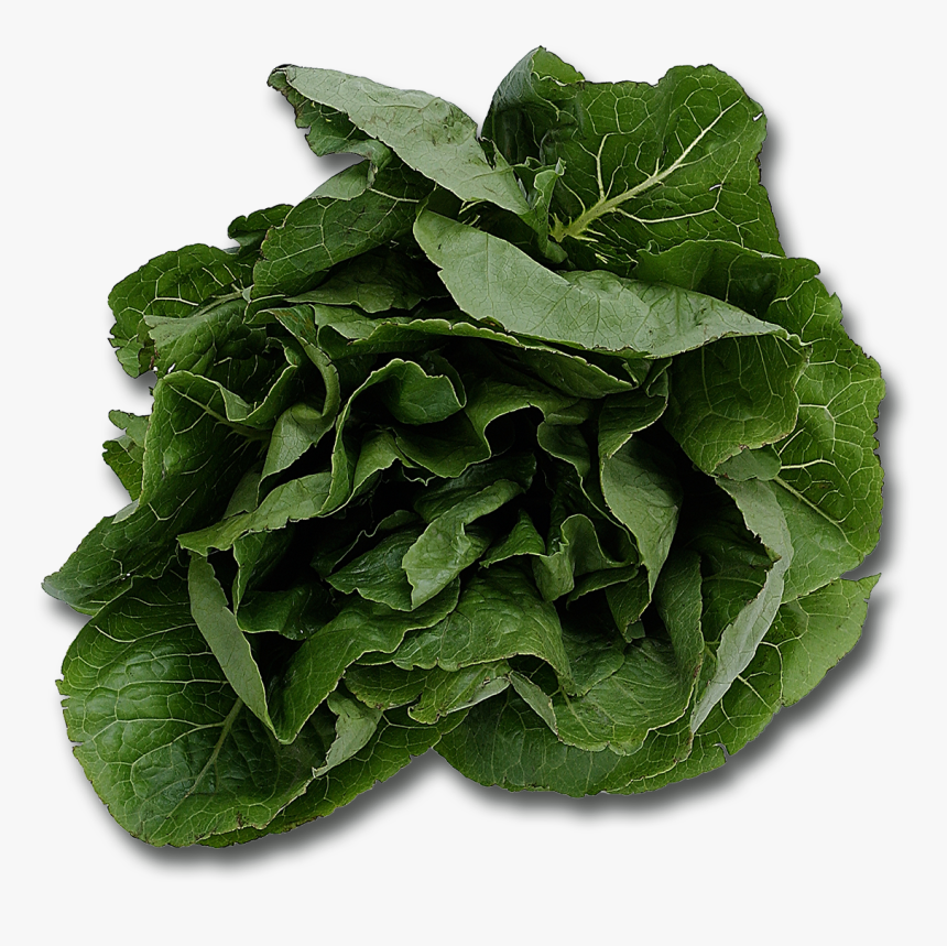 Spinach Png - Name Five Plants That We Eat, Transparent Png