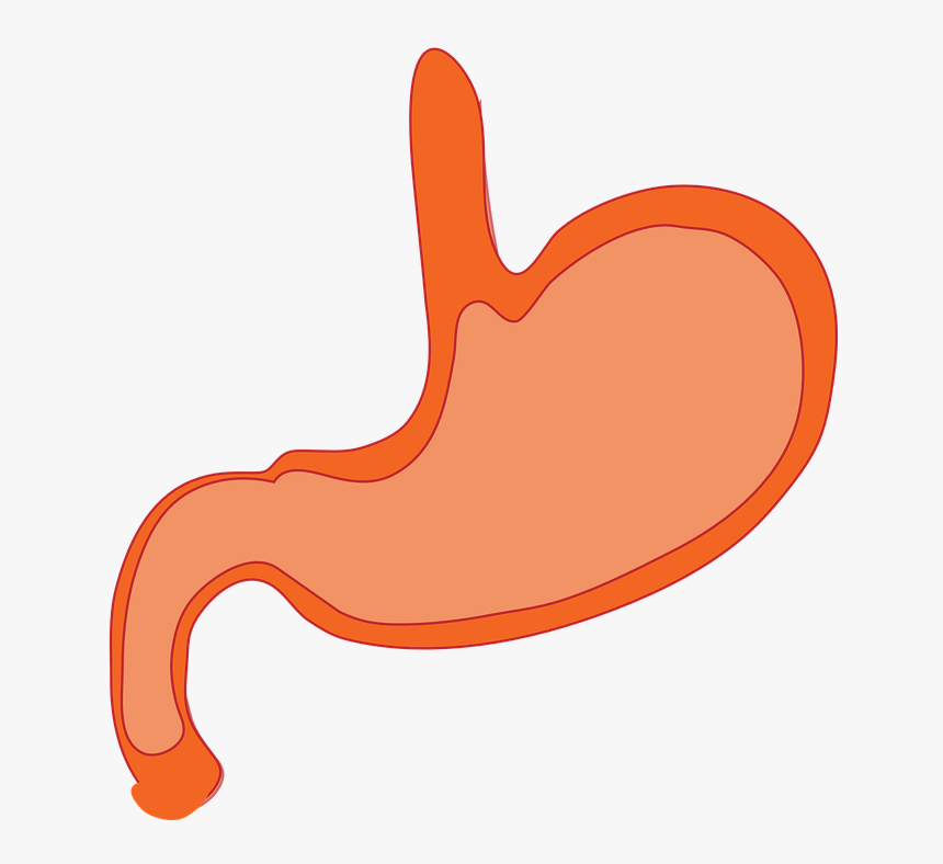Mouth Clipart Esophagus - Stomach Animated, HD Png Download