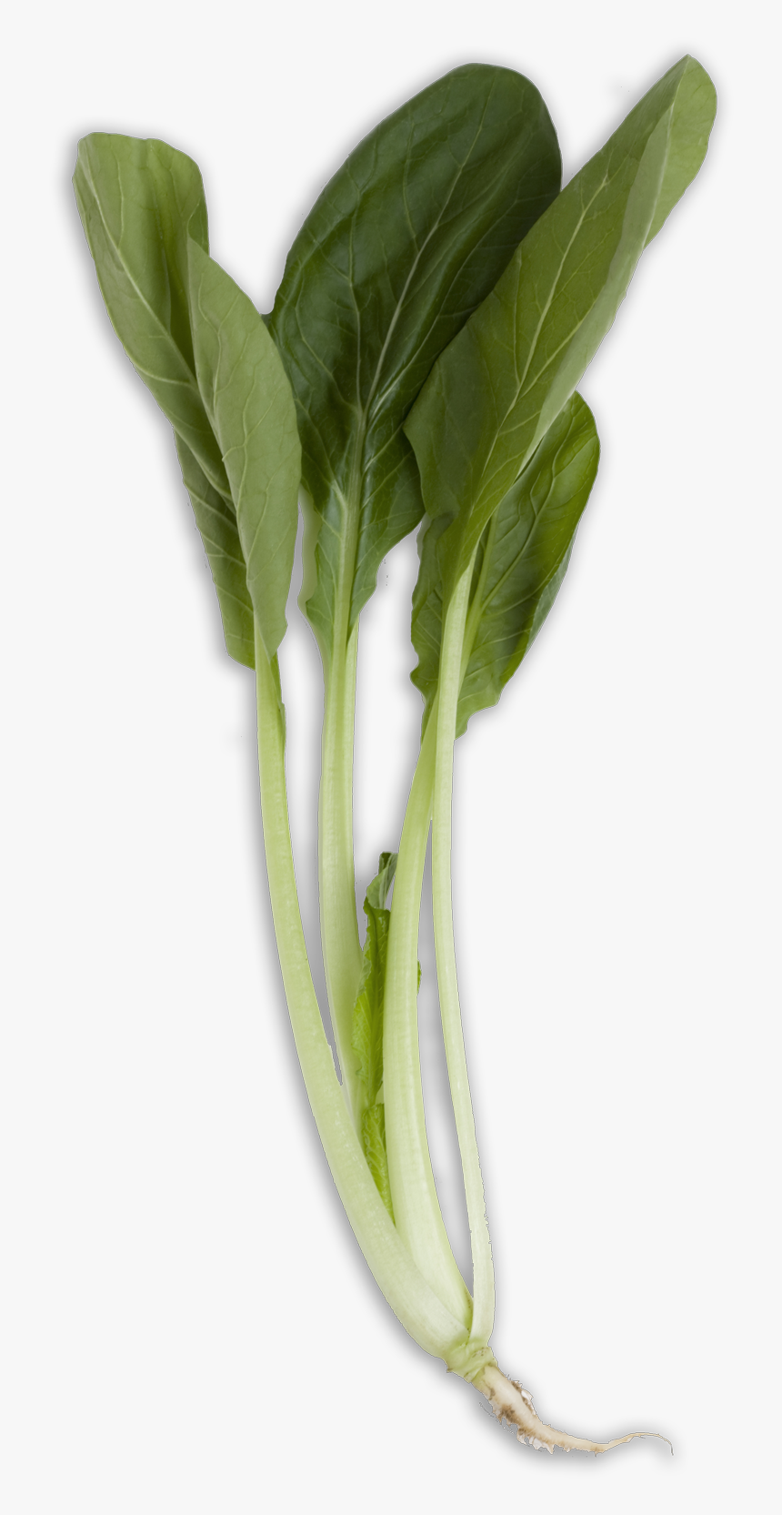 Bok Choy Transparent Png - Bok Choy Long, Png Download