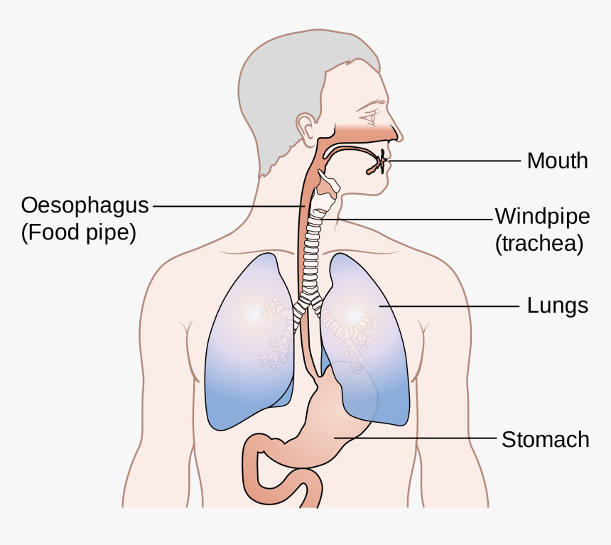 Showing The Position Of The Oesophagus Cruk - Position Of Oesophagus And Trachea, HD Png Download