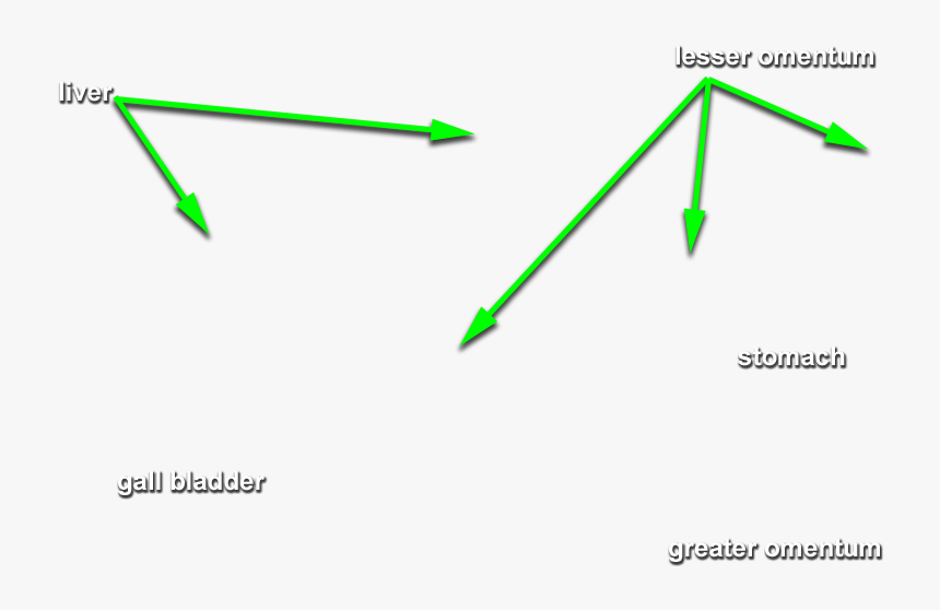 The Esophagus Empties Into The Stomach - Plot, HD Png Download