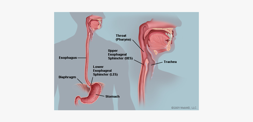 Happens If You Swallow Chewing Gum, HD Png Download