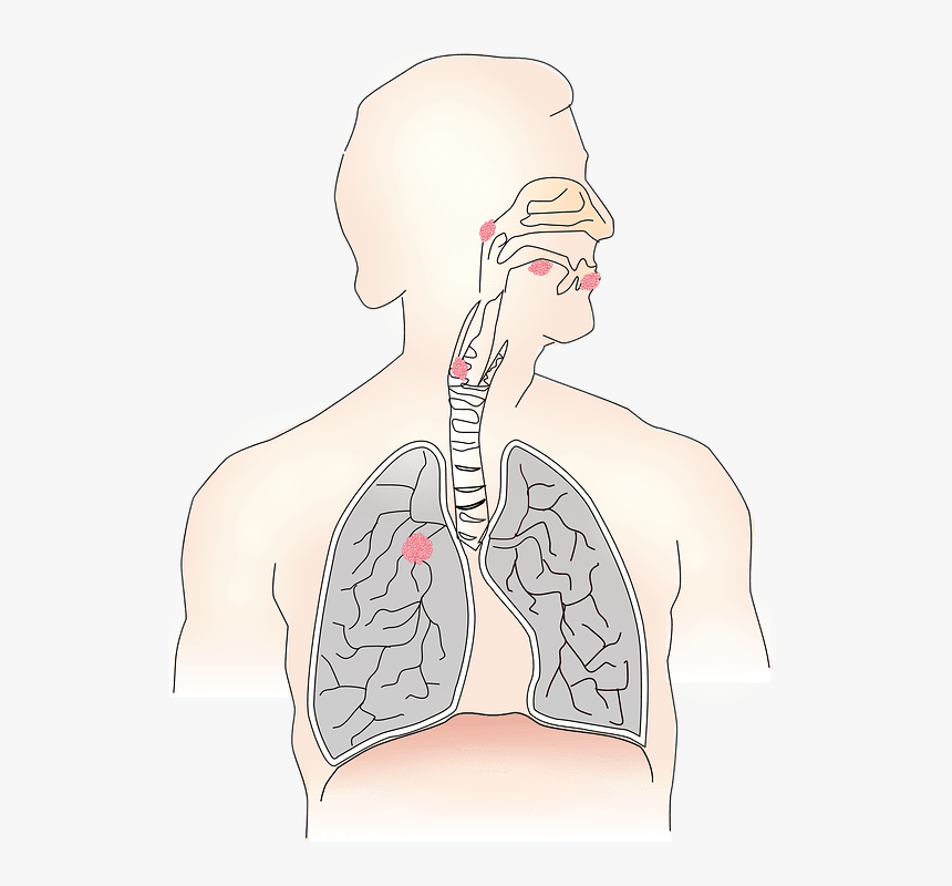 Achalasia Natural Treatment - Clipart Transparent Background Photo Of Lungs, HD Png Download