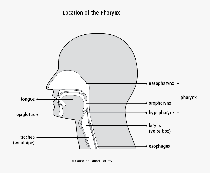 Diagram, HD Png Download