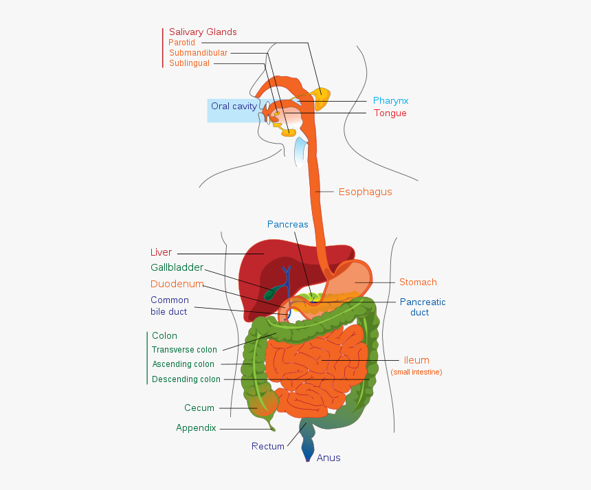 Digestive System - Digestive System High School, HD Png Download