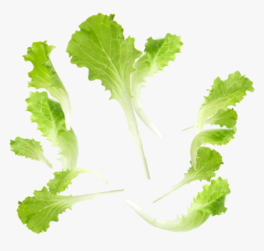Baby Leaf Fourth Range - Hojas De Lechuga Png, Transparent Png