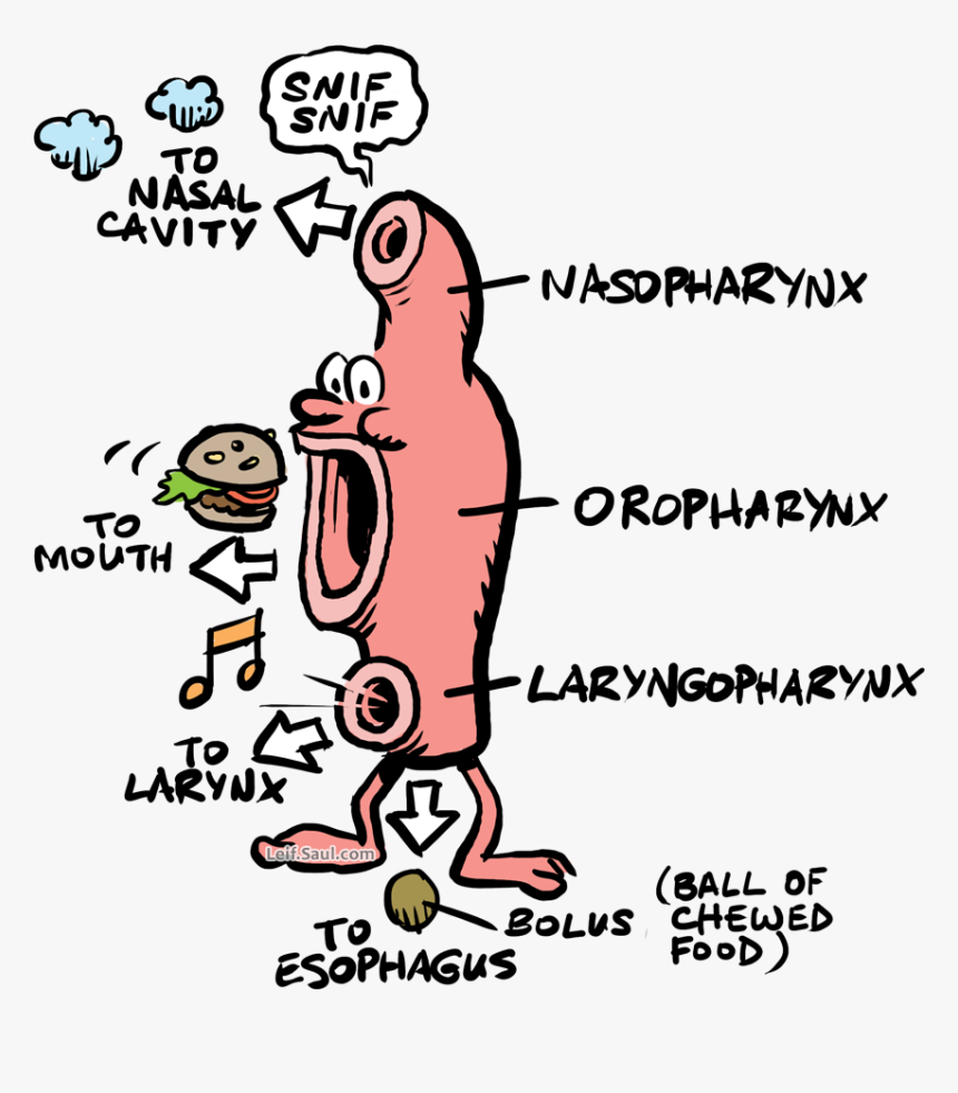 Pharynx Depicted With Legs, Eyes, And Nose - Respiratory Cartoons, HD Png Download