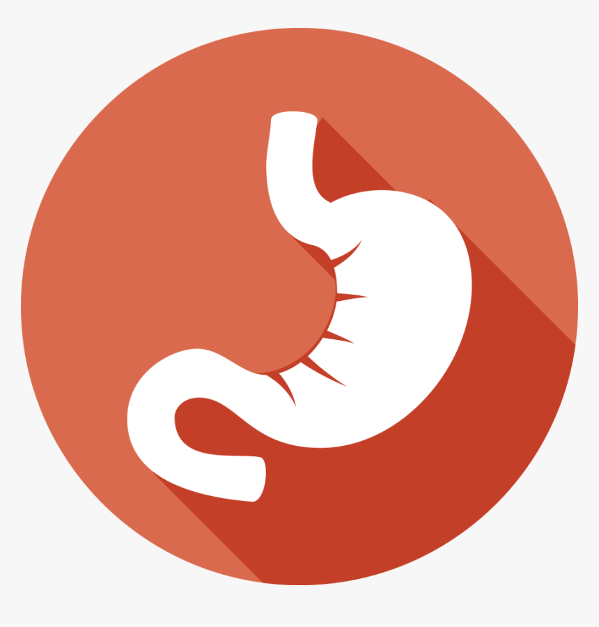 Stomach Png, Transparent Png